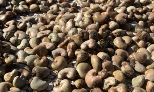 Cahaya Indonesia Timur Galeri (5)